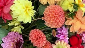 Dahlia Primer: Part 1 - Growing