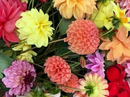 Dahlia Primer: Part 1 - Growing
