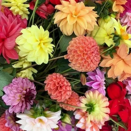 Dahlia Primer: Part 1 - Growing