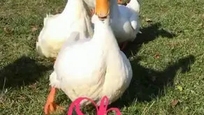 Oh, Hello There!
