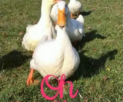 Oh, Hello There!