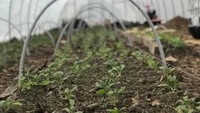 Got Seeds? Don't Panic... start here. 
