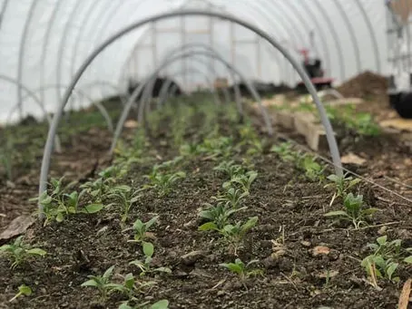 Got Seeds? Don't Panic... start here. 